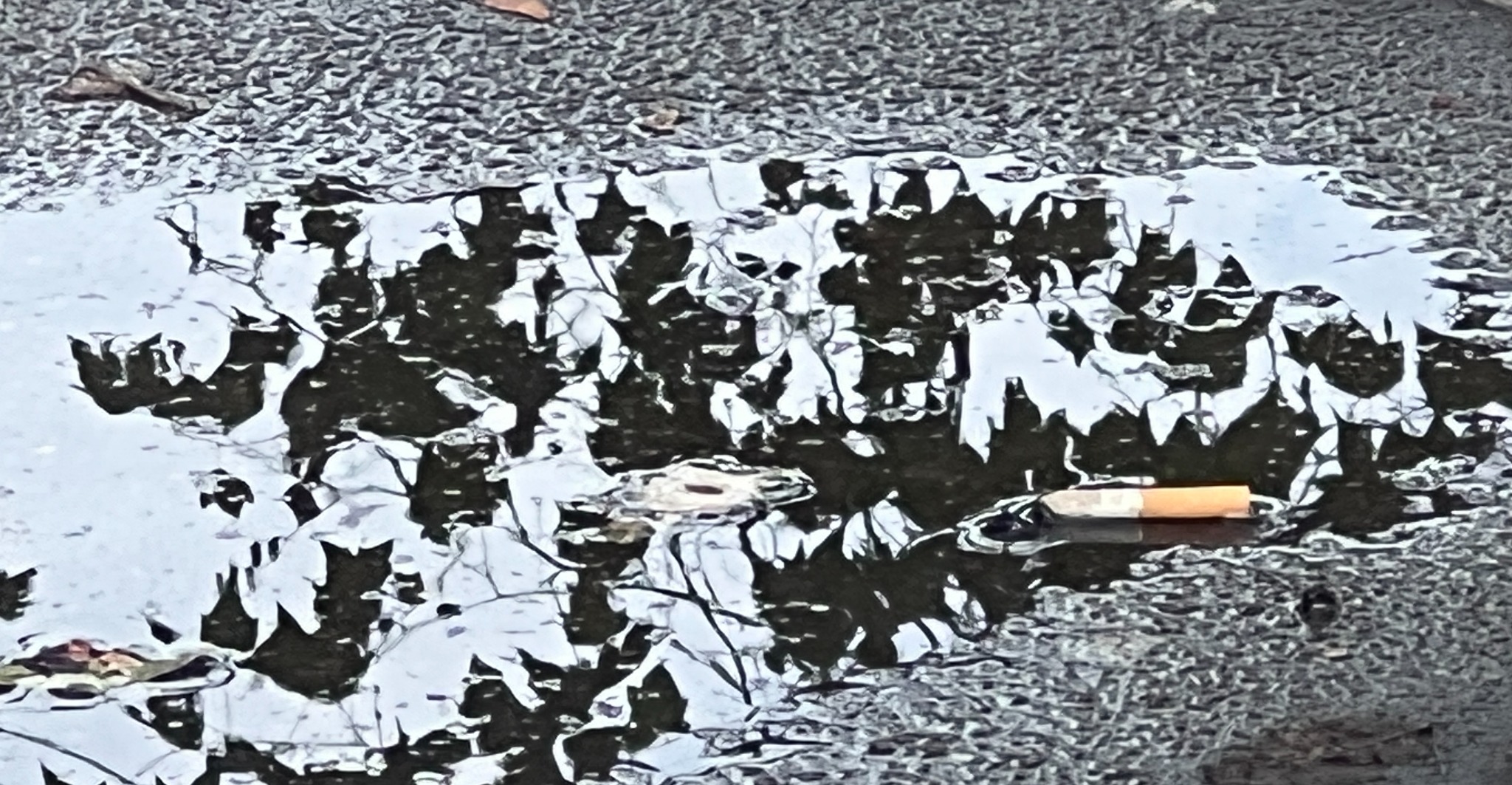 Cigarette Butt in a Puddle