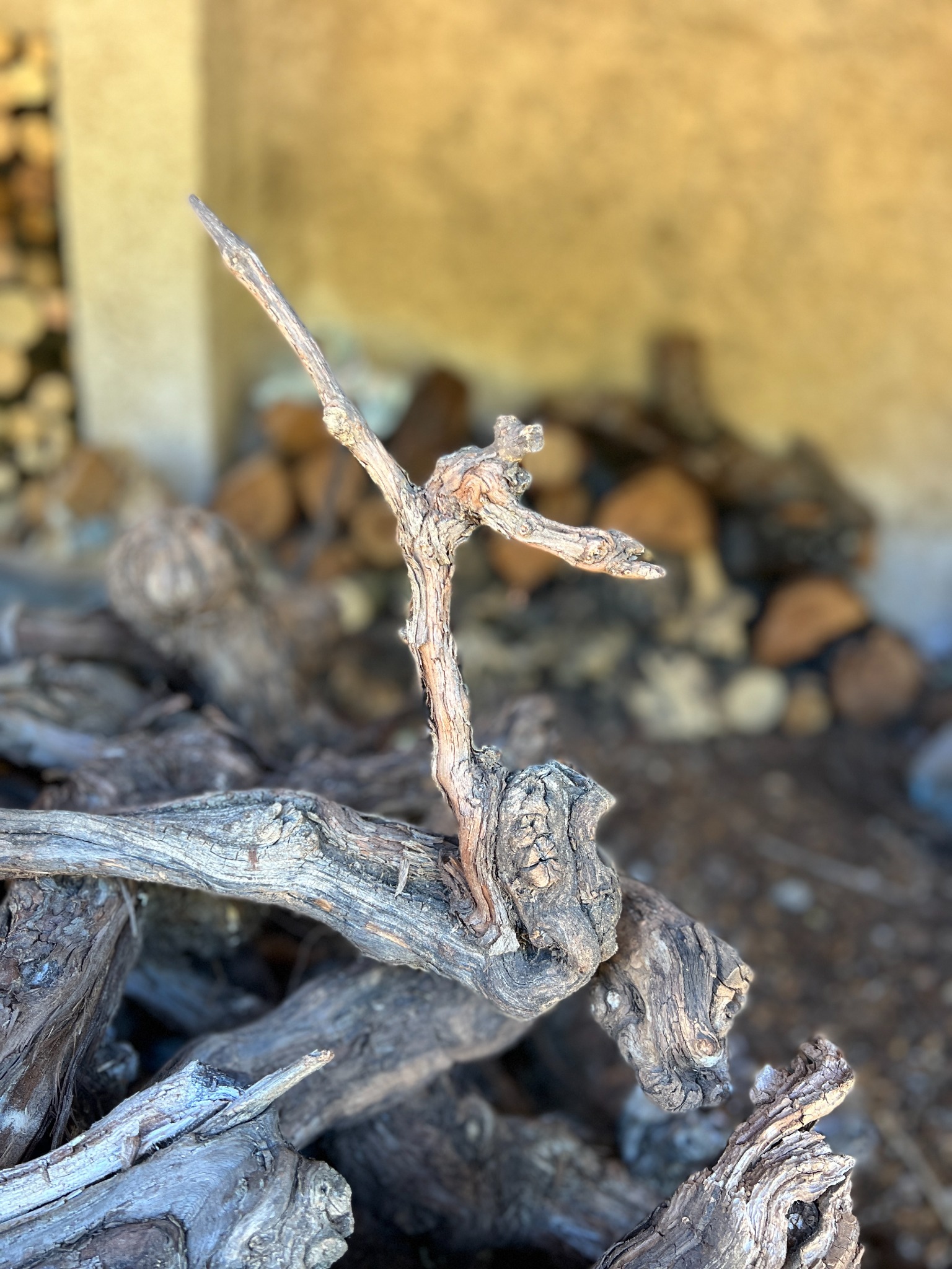 Knotted Wood