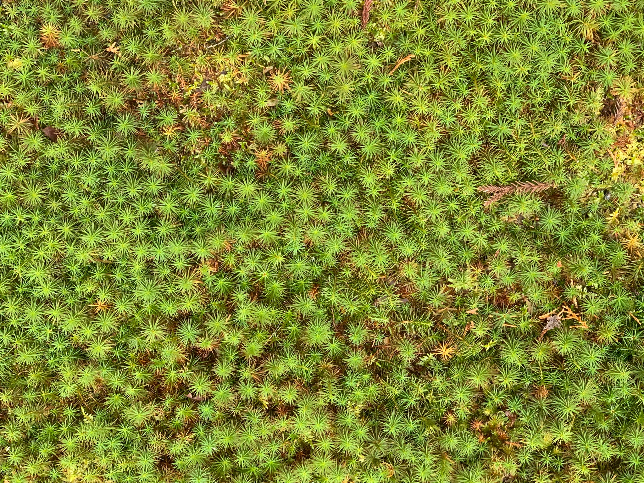 Proliferation