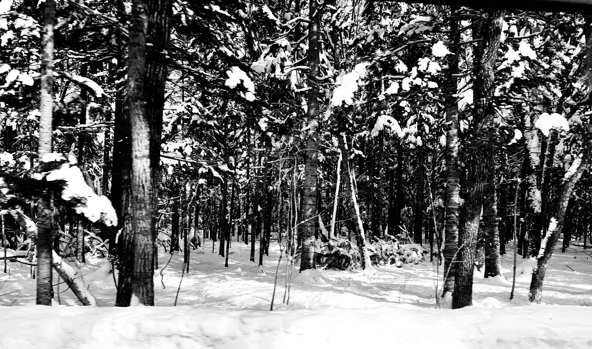 High-contrast black-and-white view of a snow-covered forest.