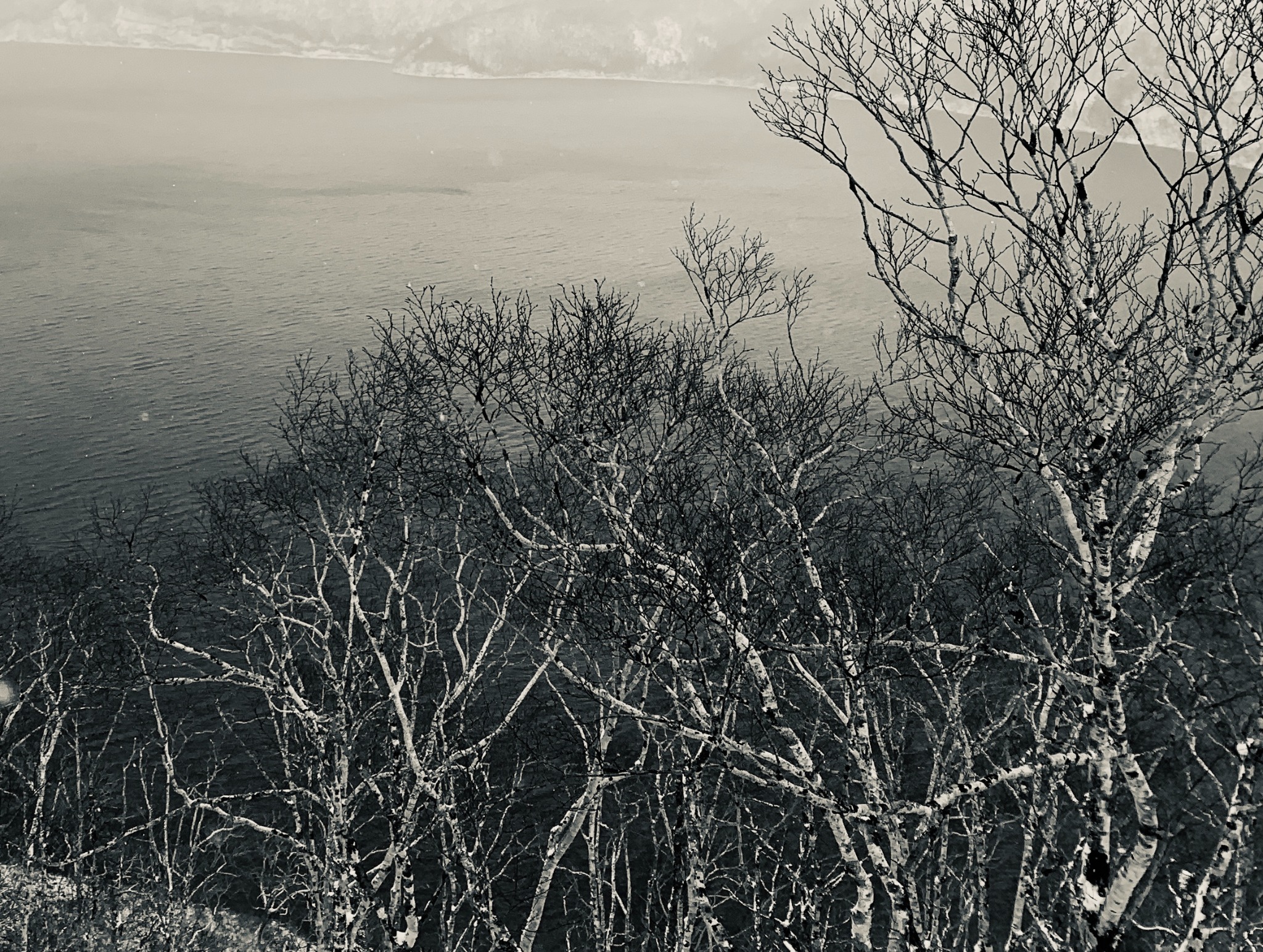 Bare, snow-dusted birches overlooking calm dark water.