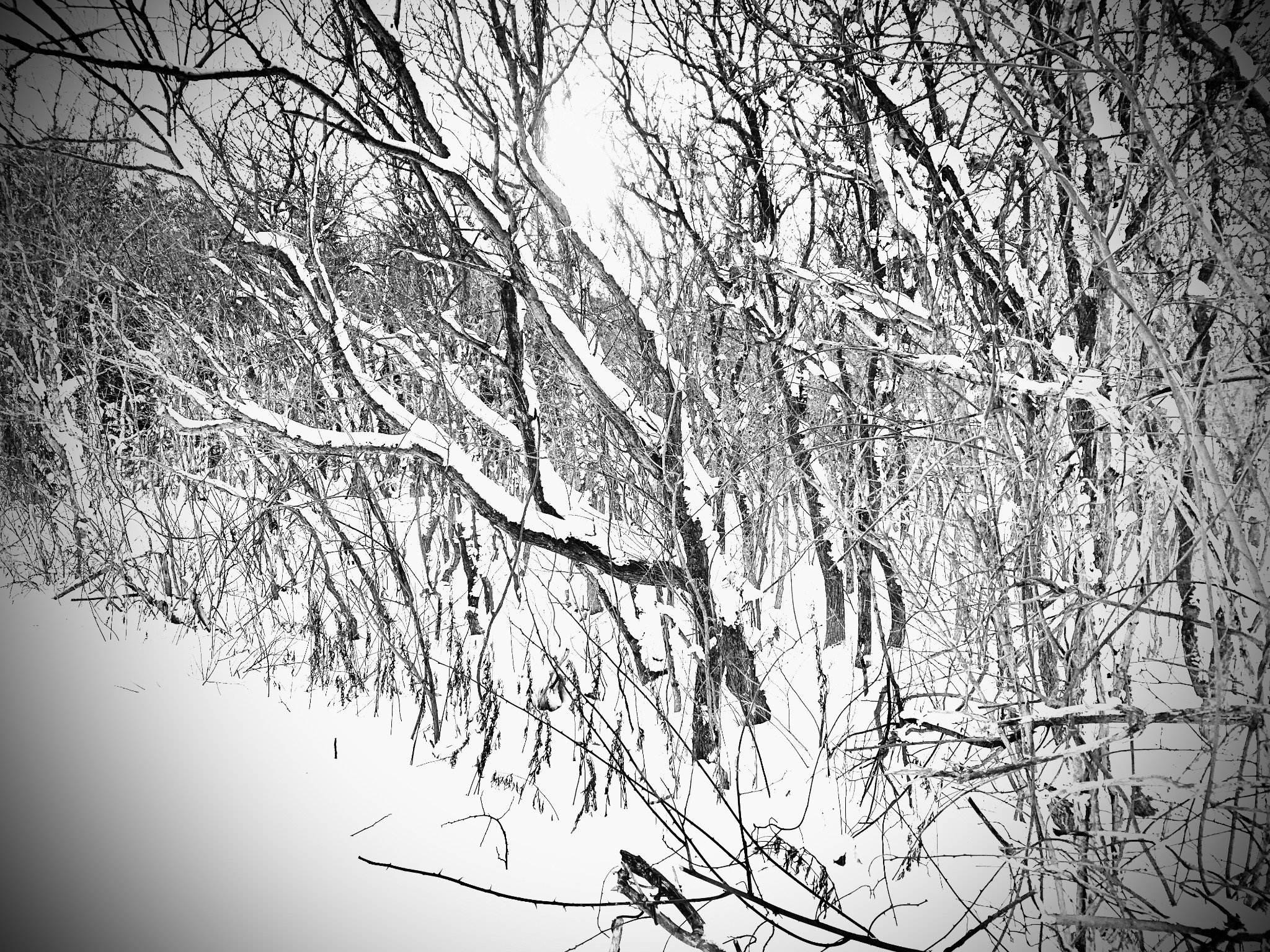 Dense, high-contrast black-and-white tracery of snow-covered branches.