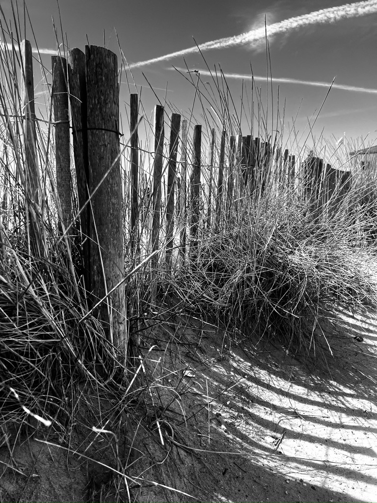 Black-and-white photograph of a dune crossed by a fence line beneath a pale sky.